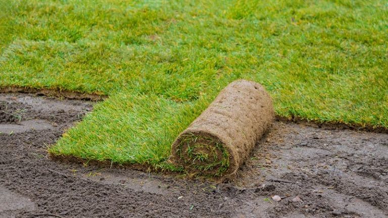 Should You Install Your New Lawn Using Seed Or Sod?