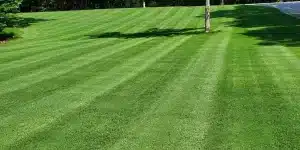 Lawn install, and Sod install