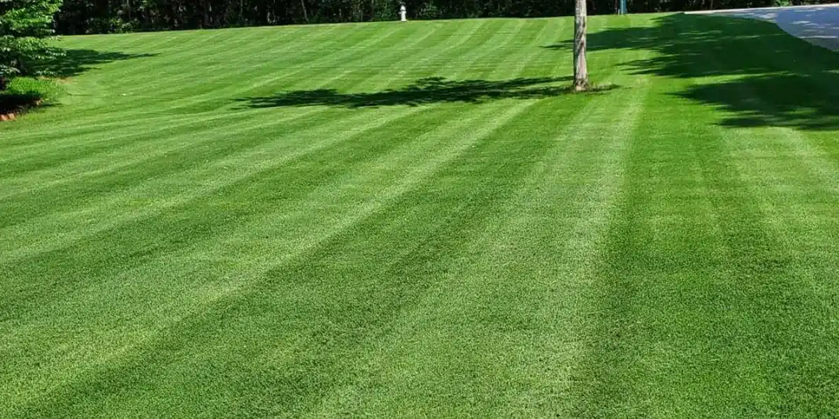 Lawn install, and Sod install
