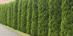 Privacy hedge planting in Athens, GA. Razor Sharp Landscaping